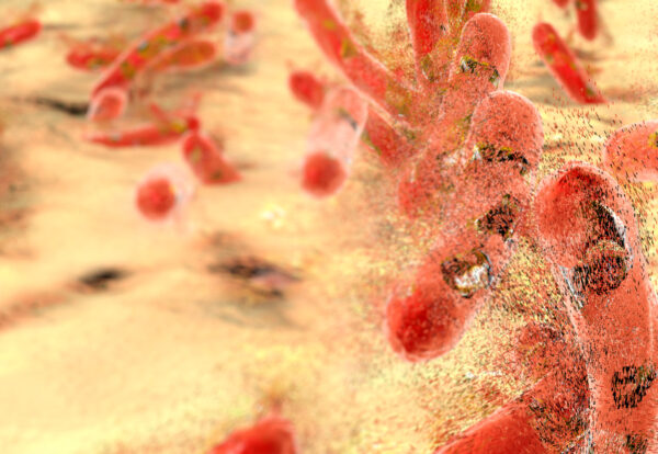 The importance of enzymes immobilization